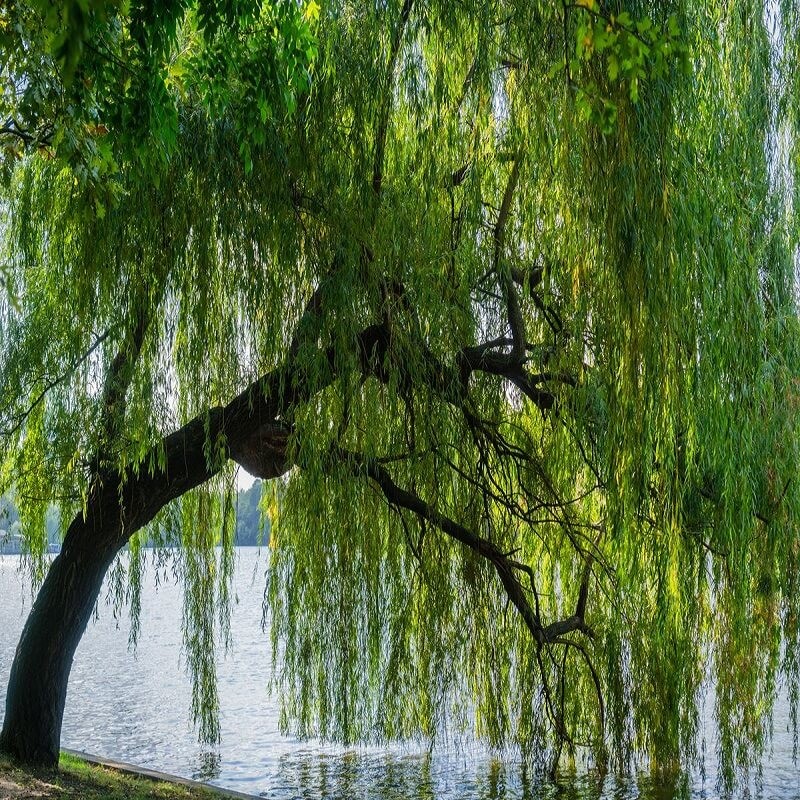 5 cây dân gian khuyên không nên trồng trước nhà: Cây càng sum suê, không gian càng nặng nề