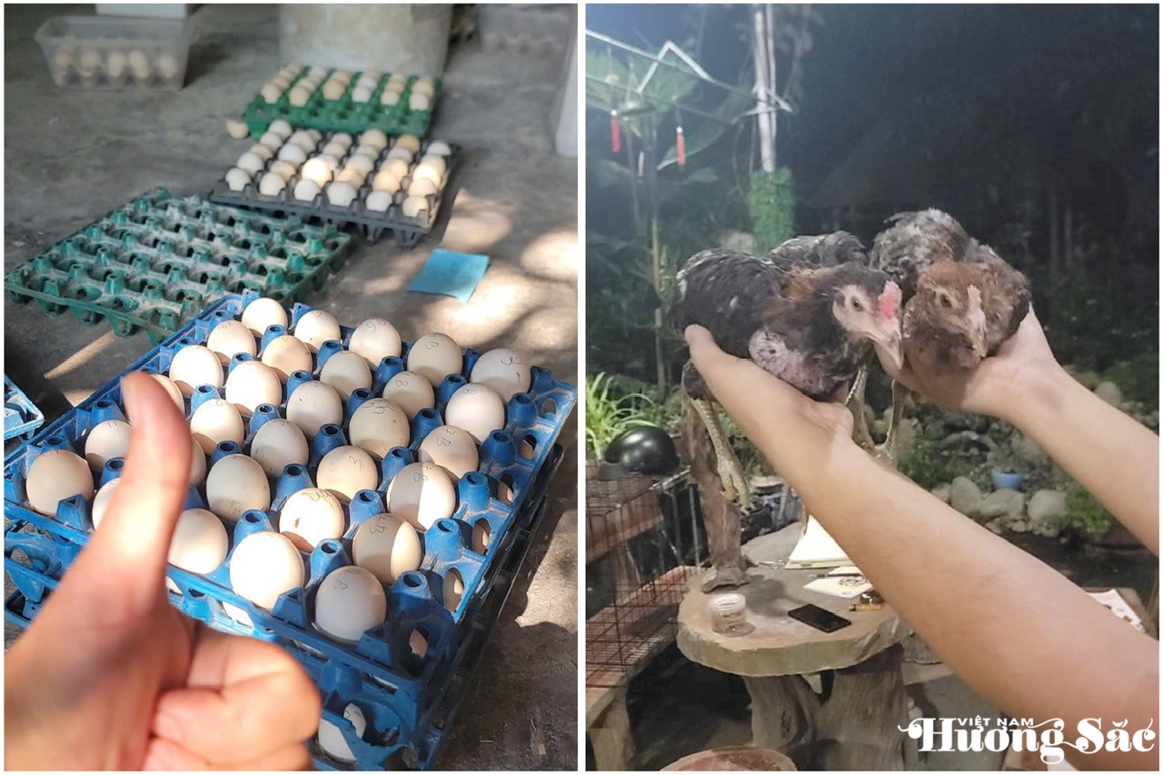 Với kinh nghiệm của mình, anh Lương Minh Quang đánh mã số trứng gà gióng được đánh mã số để theo dõi và gà con được kiểm tra trọng lượng, sức khỏe thường xuyên Với kinh nghiệm của mình, anh Lương Minh Quang đánh mã số trứng gà gióng được đánh mã số để theo dõi và gà con được kiểm tra trọng lượng, sức khỏe thường xuyên