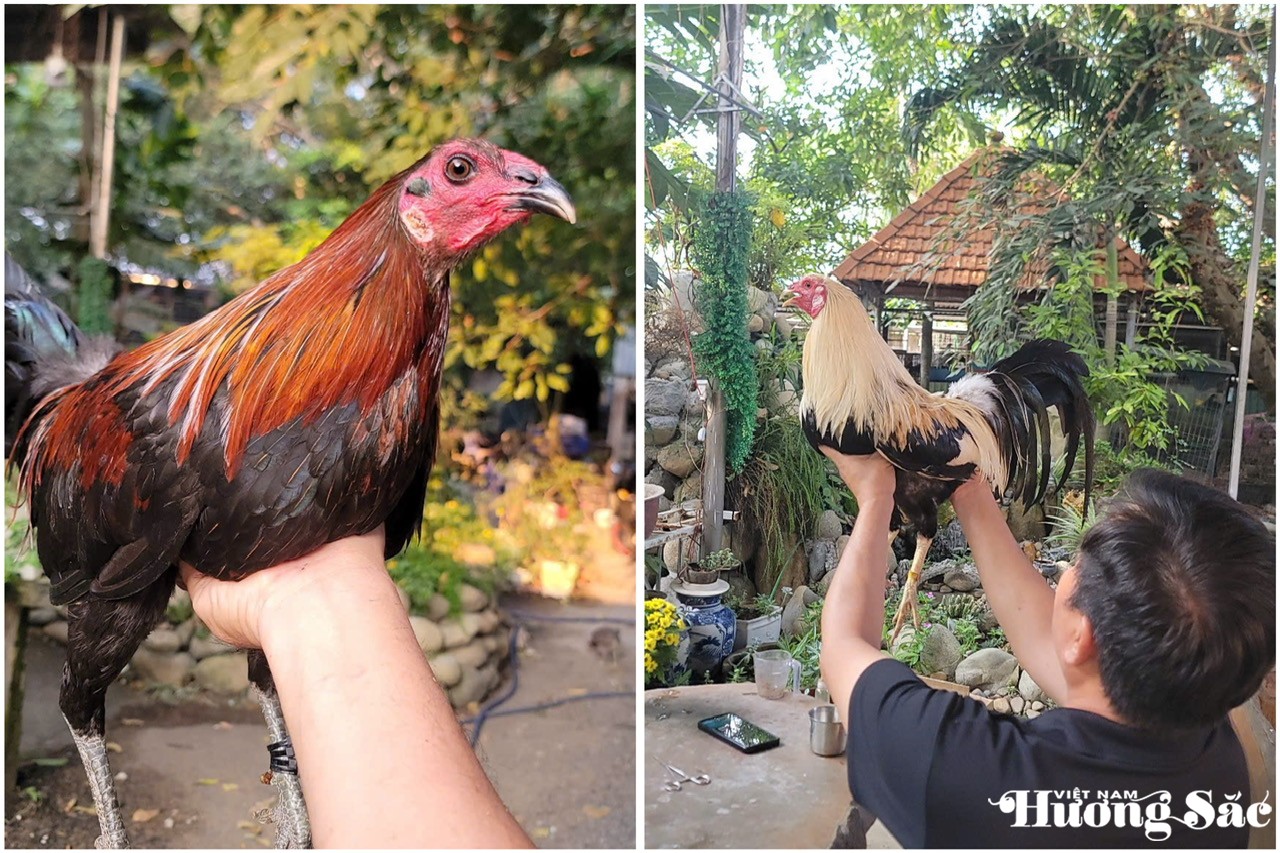 Các giống gà kiểng được anh Lương Minh Quang chọn từ các gioownsg gà của các nước Mỹ, Cu Ba, Tây Ban Nha.. Các giống gà kiểng được anh Lương Minh Quang chọn từ các gioownsg gà của các nước Mỹ, Cu Ba, Tây Ban Nha..