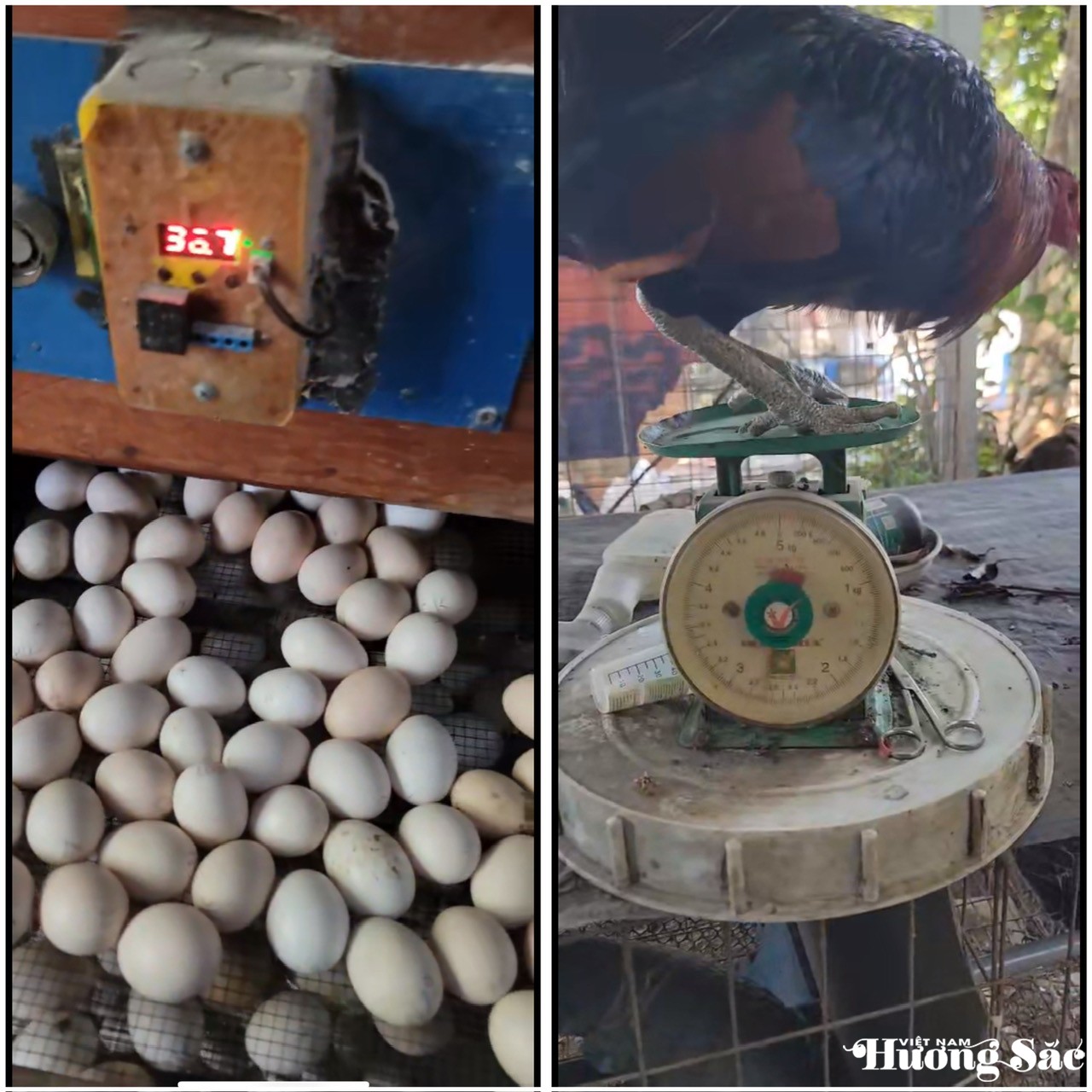 Khu vục ấp trứng gà có máy đo đảm bảo nhiệt độ phù hợp và được cân định kỳ để theo dõi sức khỏe gà giống Khu vục ấp trứng gà có máy đo đảm bảo nhiệt độ phù hợp và được cân định kỳ để theo dõi sức khỏe gà giống