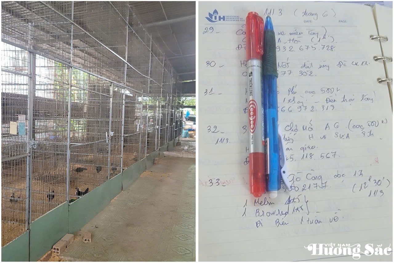 Mỗi giống gà được nuôi riêng một lồng, anh Quang ghi chép nhật ký theo dõi sinh sản, dịch bệnh, và thông tin khách hàng một cách khoa học Mỗi giống gà được nuôi riêng một lồng, anh Quang ghi chép nhật ký theo dõi sinh sản, dịch bệnh, và thông tin khách hàng một cách khoa học