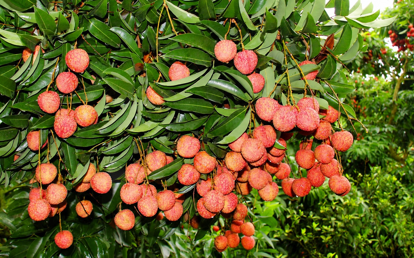 Đẩy mạnh quảng bá vải thiều Bắc Ninh trên các nền tảng số Đẩy mạnh quảng bá vải thiều Bắc Ninh trên các nền tảng số