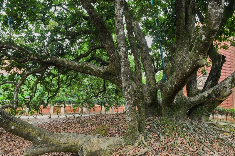 Gìn giữ “báu vật” vải thiều Thanh Hà