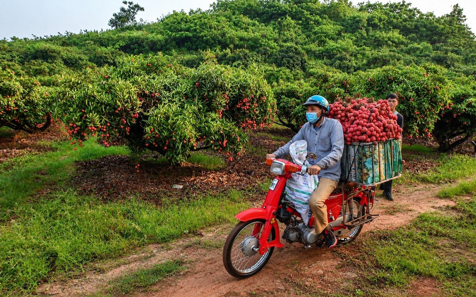 Hải Phòng kỳ vọng mùa vải Thanh Hà trở thành sản phẩm du lịch đặc trưng Hải Phòng kỳ vọng mùa vải Thanh Hà trở thành sản phẩm du lịch đặc trưng