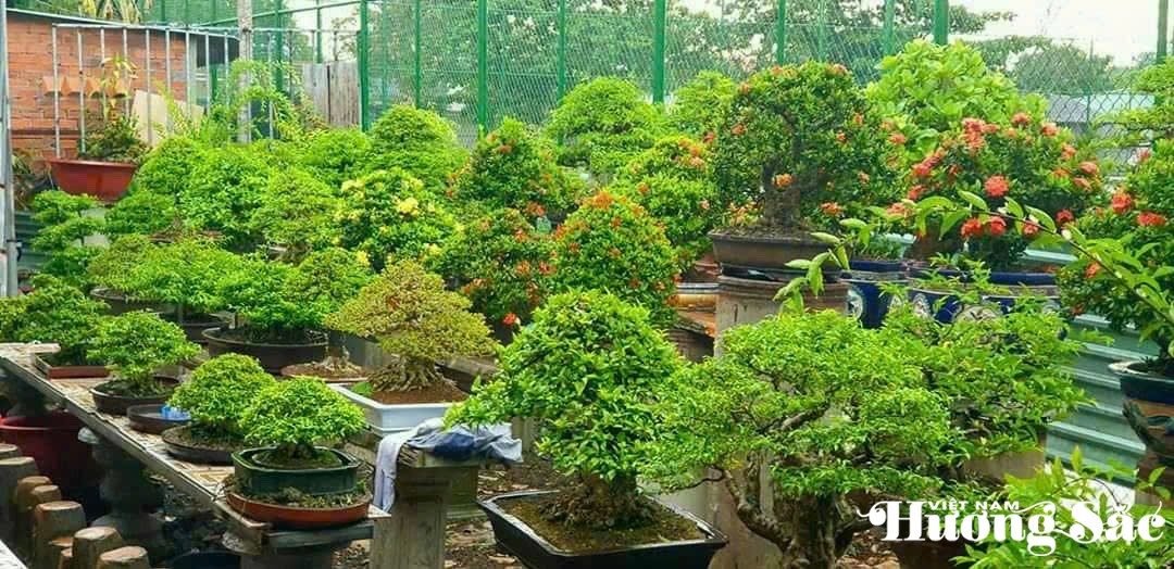 Một góc sân vườn của nghệ nhân Lê Nguyễn Ngọc Hà