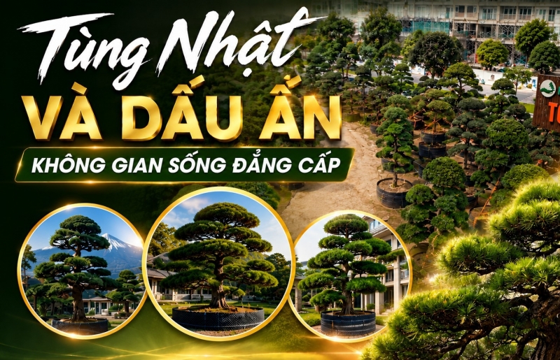 Tùng Nhật và dấu ấn không gian sống đẳng cấp tại Hệ thống vườn tùng Toàn JP