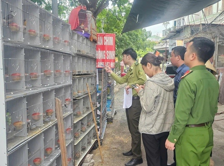 Phát hiện nhiều loài chim quý bị nuôi nhốt không rõ nguồn gốc hợp pháp