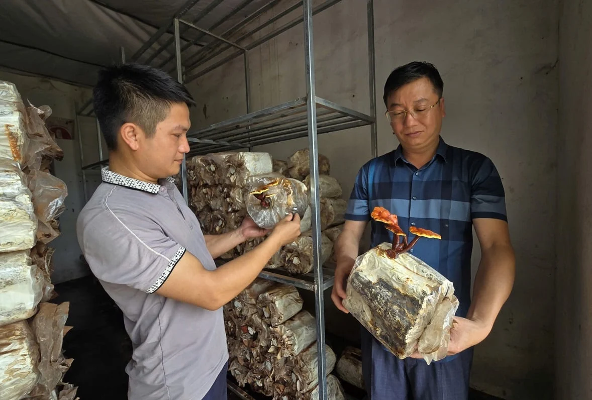 Từ “lộc rừng” đến hướng làm giàu mới: Nấm lim xanh mở sinh kế bền vững ở xã Châu Sơn, Lạng Sơn Từ “lộc rừng” đến hướng làm giàu mới: Nấm lim xanh mở sinh kế bền vững ở xã Châu Sơn, Lạng Sơn