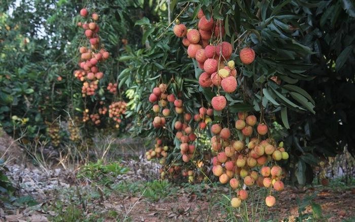 Vải u trứng lần đầu cho thu hoạch ở Bắc Ninh, thương lái mua tại vườn giá 150.000 đồng/kg