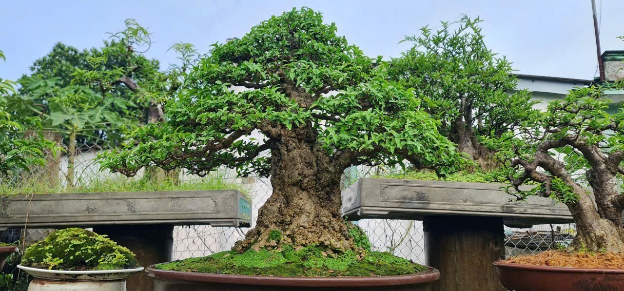 Lê Nguyễn Ngọc Hà: Tài năng trong ngành sinh vật cảnh và câu chuyện viên đá mặt người