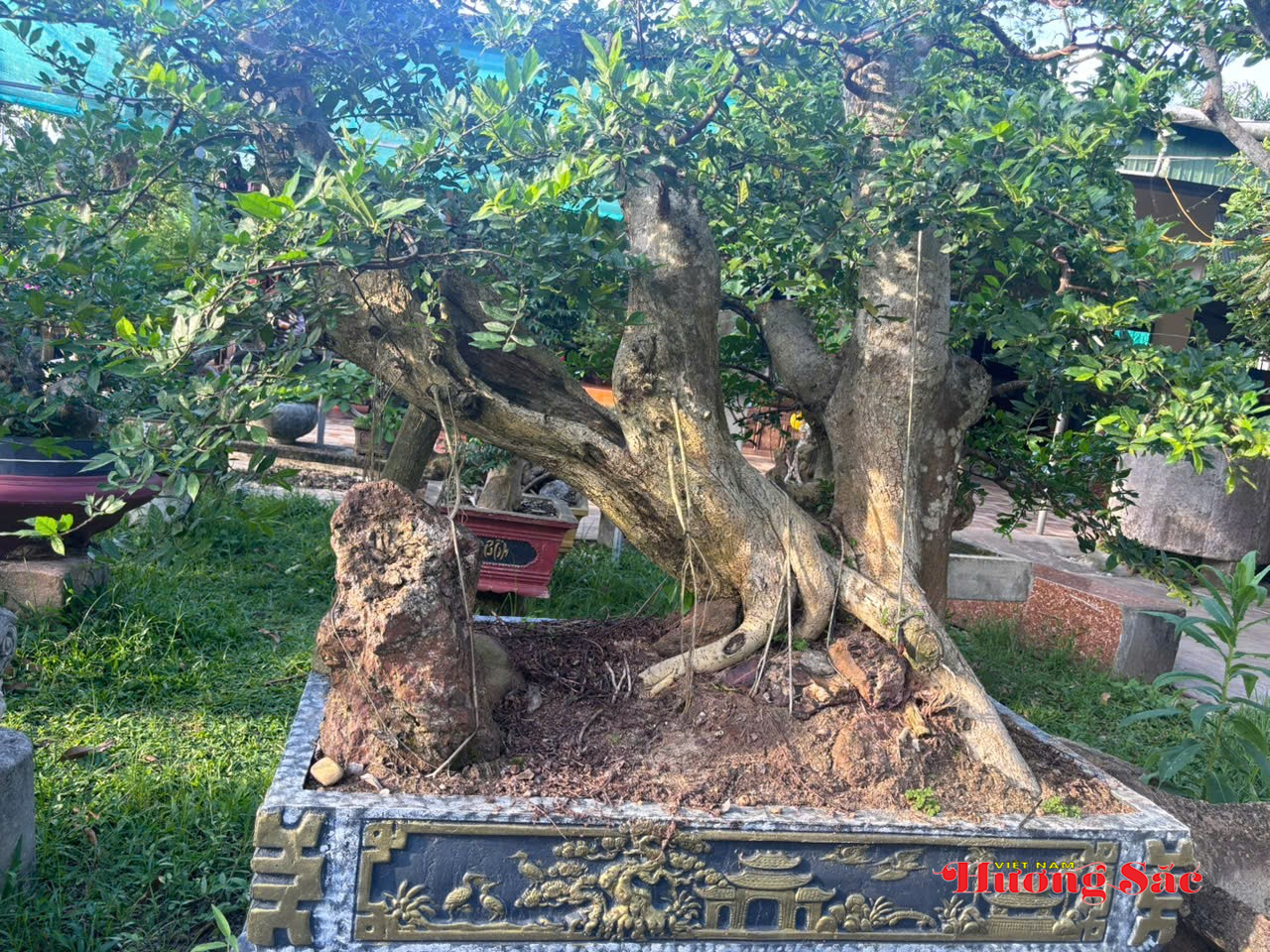 Chơi cây bonsai: Khi người yêu cây gửi cả tâm tình vào từng dáng thế Chơi cây bonsai: Khi người yêu cây gửi cả tâm tình vào từng dáng thế