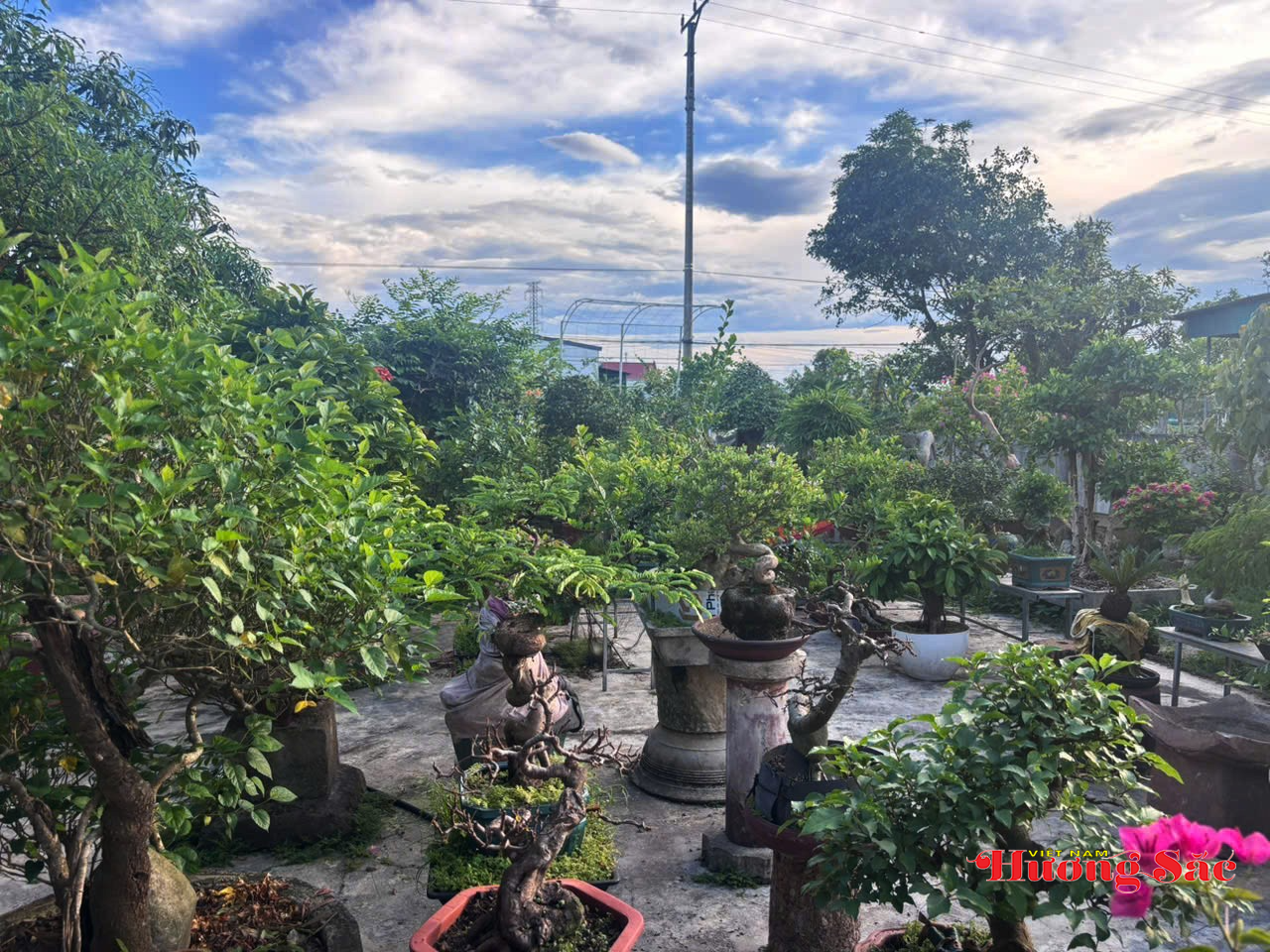 Chơi cây bonsai: Khi người yêu cây gửi cả tâm tình vào từng dáng thế Chơi cây bonsai: Khi người yêu cây gửi cả tâm tình vào từng dáng thế