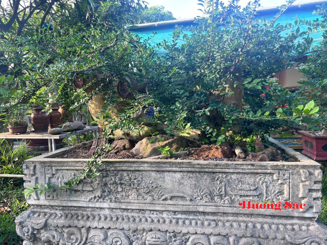 Chơi cây bonsai: Khi người yêu cây gửi cả tâm tình vào từng dáng thế Chơi cây bonsai: Khi người yêu cây gửi cả tâm tình vào từng dáng thế