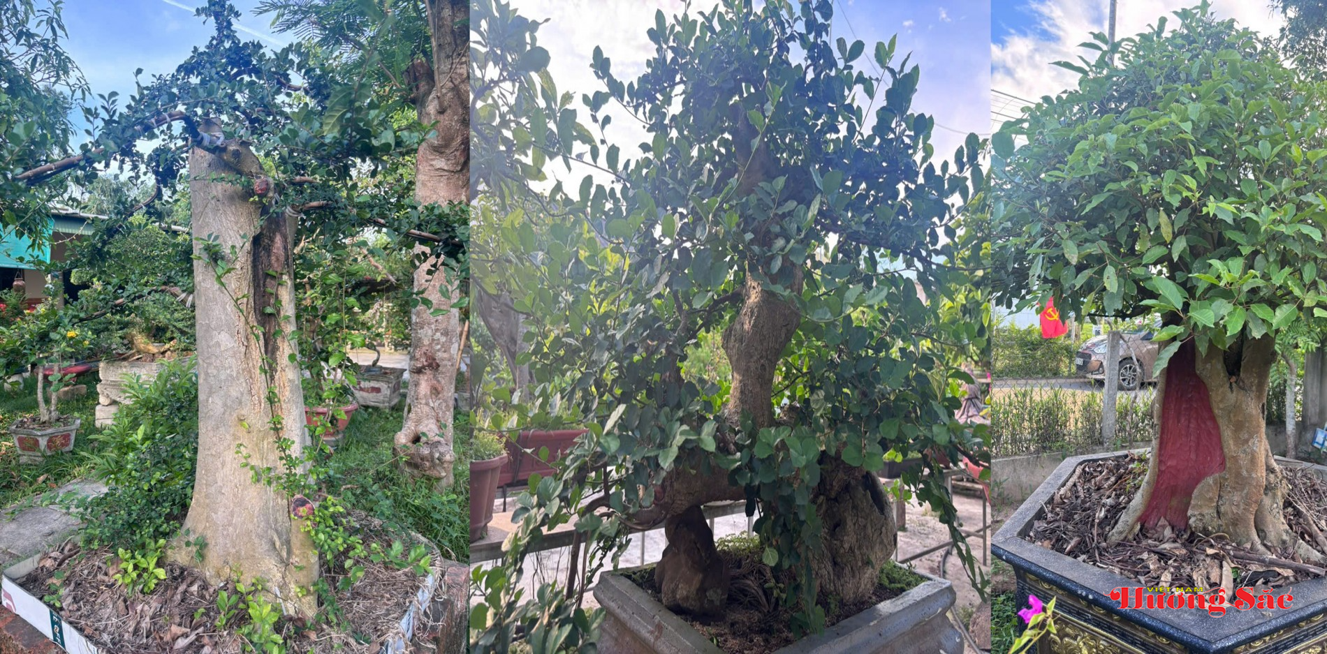 Chơi cây bonsai: Khi người yêu cây gửi cả tâm tình vào từng dáng thế Chơi cây bonsai: Khi người yêu cây gửi cả tâm tình vào từng dáng thế