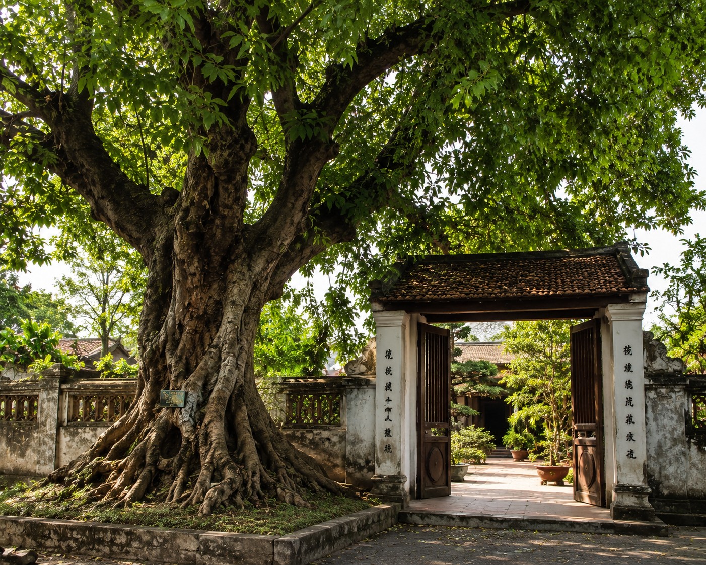 Cây càng lâu năm càng đáng giá: Phúc khí âm thầm giữa sân nhà Cây càng lâu năm càng đáng giá: Phúc khí âm thầm giữa sân nhà
