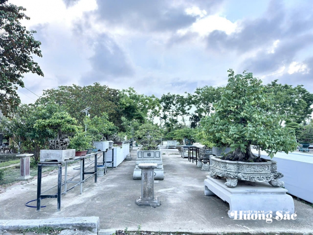 Sầm Sơn: Điểm đến giao lưu cây cảnh nghệ thuật bonsai Sầm Sơn: Điểm đến giao lưu cây cảnh nghệ thuật bonsai