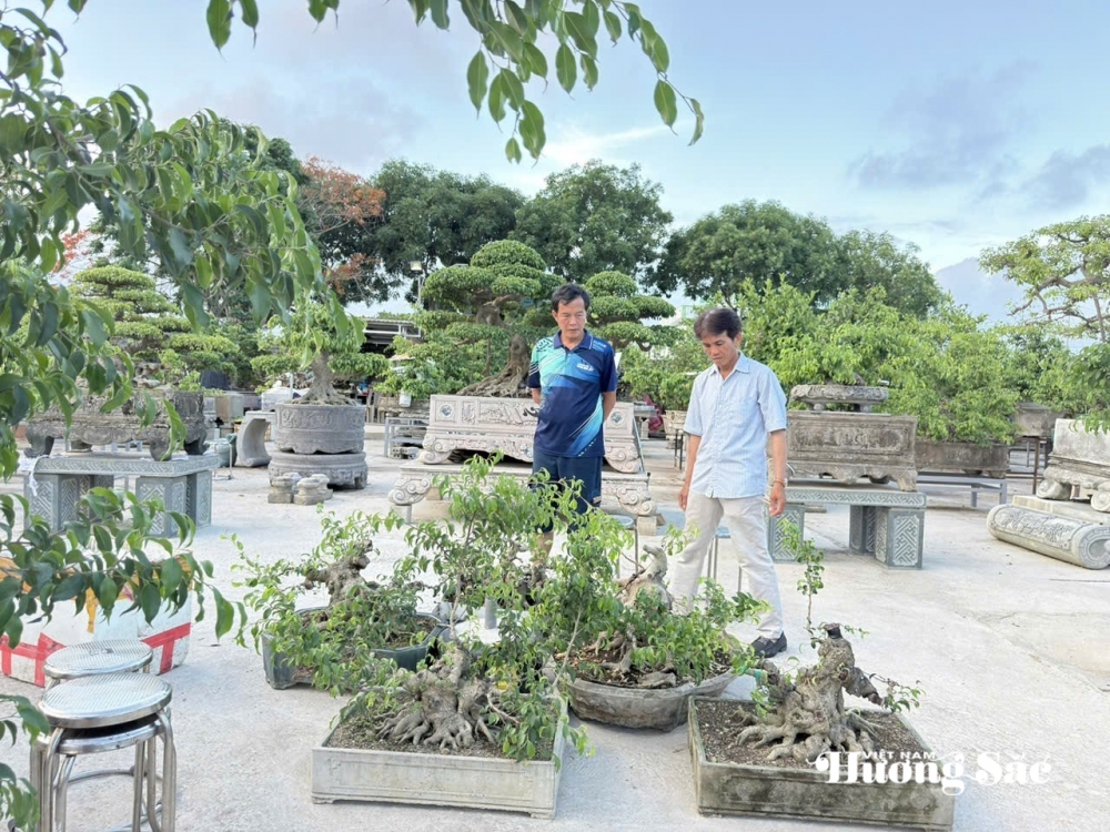 Sầm Sơn: Điểm đến giao lưu cây cảnh nghệ thuật bonsai Sầm Sơn: Điểm đến giao lưu cây cảnh nghệ thuật bonsai