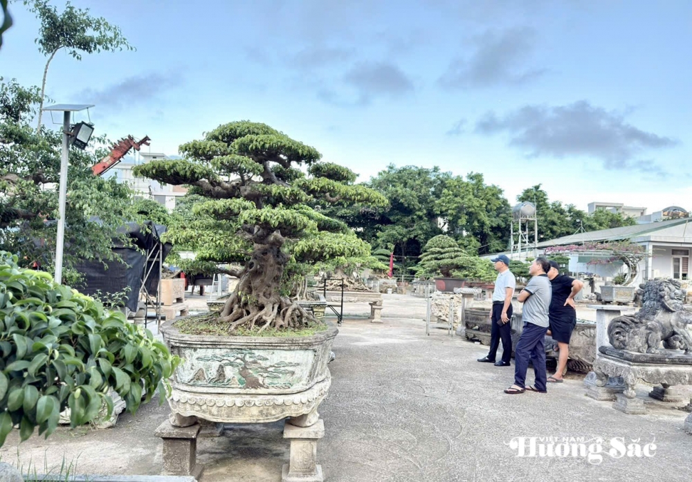 Sầm Sơn: Điểm đến giao lưu cây cảnh nghệ thuật bonsai Sầm Sơn: Điểm đến giao lưu cây cảnh nghệ thuật bonsai