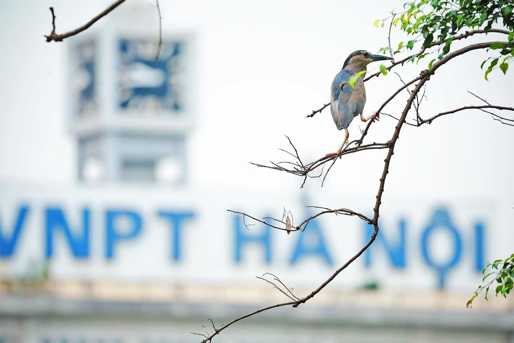 Hồ Gươm vào mùa đẹp nhất: Mặt nước xanh, chim trời bay rợp bóng Hồ Gươm vào mùa đẹp nhất: Mặt nước xanh, chim trời bay rợp bóng