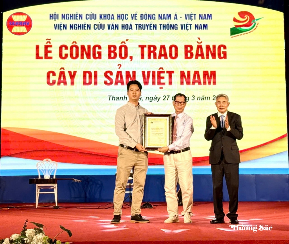 Cây Nhội Di sản: Biểu tượng của sự giao hòa văn hóa và thiên nhiên Cây Nhội Di sản: Biểu tượng của sự giao hòa văn hóa và thiên nhiên