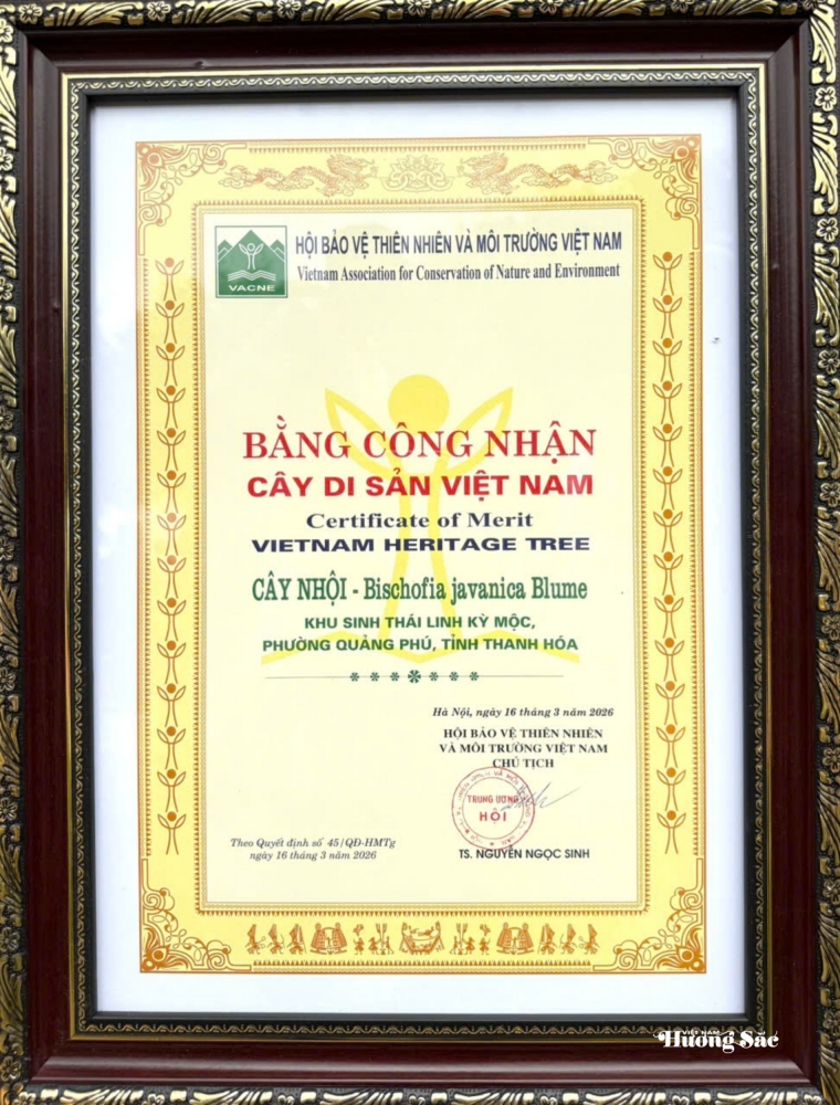 Cây Nhội Di sản: Biểu tượng của sự giao hòa văn hóa và thiên nhiên Cây Nhội Di sản: Biểu tượng của sự giao hòa văn hóa và thiên nhiên