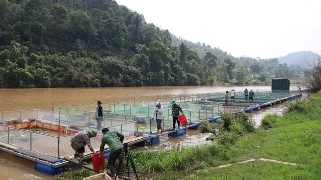 Vùng hồ Lạng Sơn đẩy mạnh nuôi cá lồng với 12.000 con cá lăng đen giống Vùng hồ Lạng Sơn đẩy mạnh nuôi cá lồng với 12.000 con cá lăng đen giống