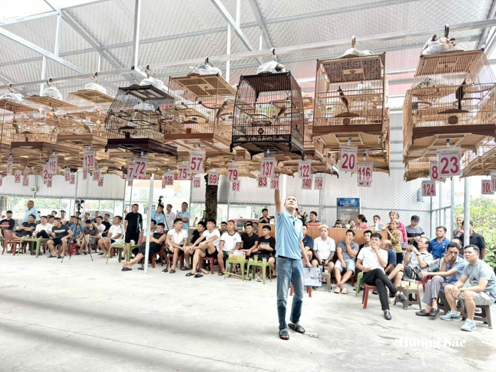 Hội thi tiếng hót chim Chào mào năm 2026: Lan tỏa thú chơi văn minh, gắn kết cộng đồng yêu chim cảnh