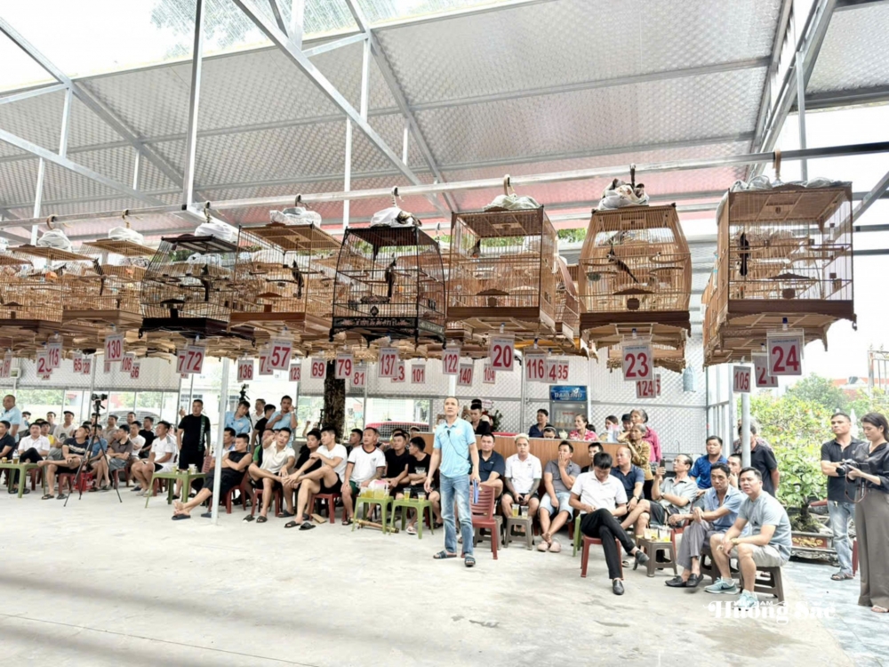 Hội thi tiếng hót chim Chào mào năm 2026: Lan tỏa thú chơi văn minh, gắn kết cộng đồng yêu chim cảnh