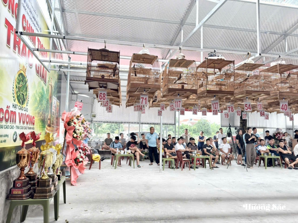 Hội thi tiếng hót chim Chào mào năm 2026: Lan tỏa thú chơi văn minh, gắn kết cộng đồng yêu chim cảnh