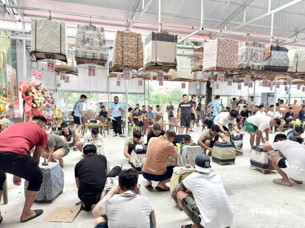 Hội thi tiếng hót chim Chào mào năm 2026: Lan tỏa thú chơi văn minh, gắn kết cộng đồng yêu chim cảnh