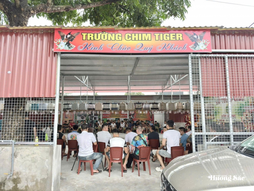 Hội thi tiếng hót chim Chào mào năm 2026: Lan tỏa thú chơi văn minh, gắn kết cộng đồng yêu chim cảnh