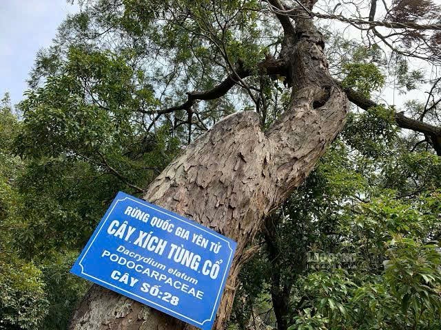 Người có duyên với cây Xích Tùng Yên Tử