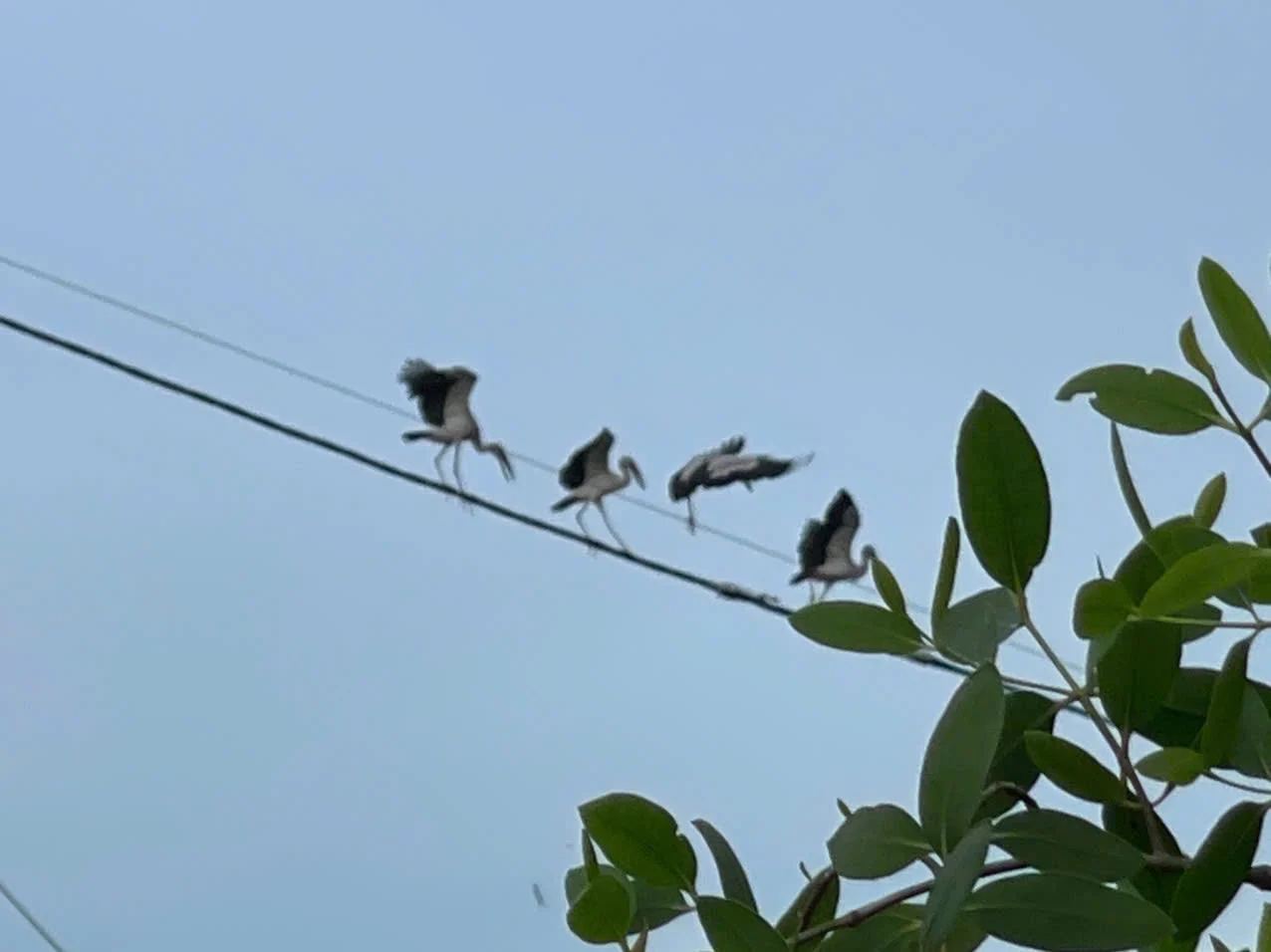Loài chim sải cánh hơn 1 mét xuất hiện ở chợ chim Bình Định gây chú ý Loài chim sải cánh hơn 1 mét xuất hiện ở chợ chim Bình Định gây chú ý