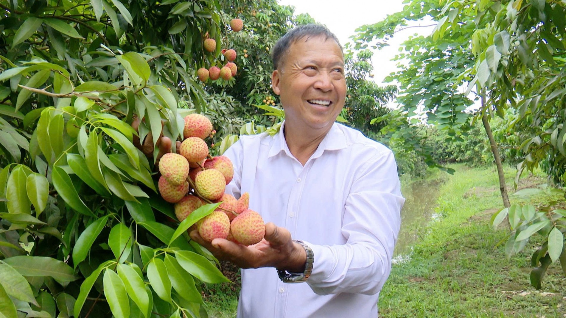 Nông dân Hưng Yên thu gần 4 tỷ đồng từ vải trứng, có cây mang về doanh thu bằng cả một vườn cây ăn quả Nông dân Hưng Yên thu gần 4 tỷ đồng từ vải trứng, có cây mang về doanh thu bằng cả một vườn cây ăn quả