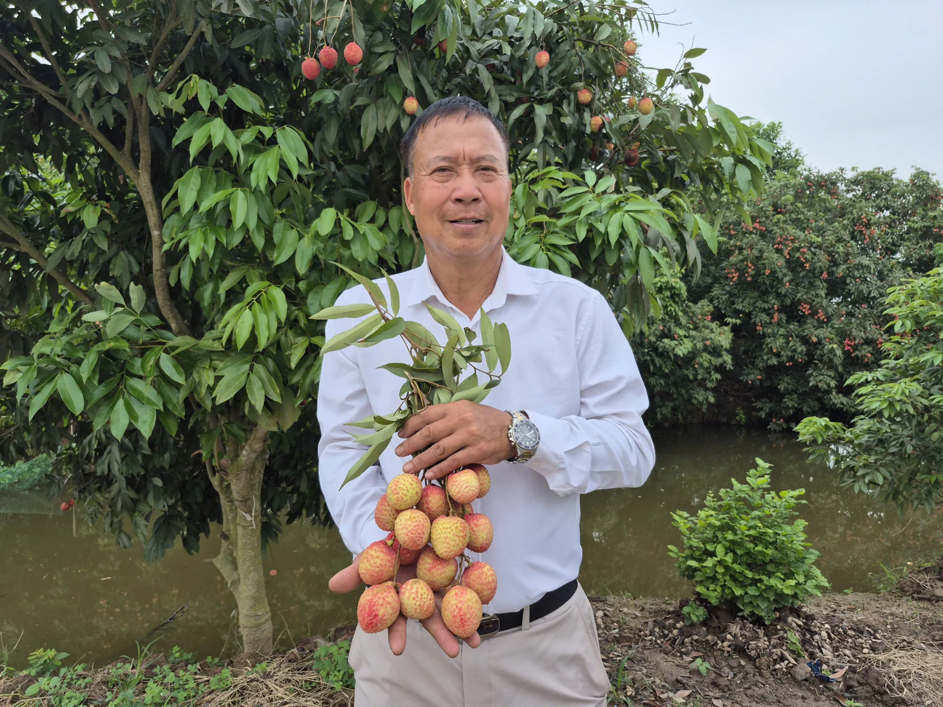 Nông dân Hưng Yên thu gần 4 tỷ đồng từ vải trứng, có cây mang về doanh thu bằng cả một vườn cây ăn quả Nông dân Hưng Yên thu gần 4 tỷ đồng từ vải trứng, có cây mang về doanh thu bằng cả một vườn cây ăn quả