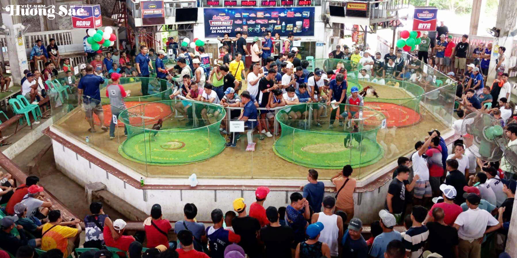 Bản lĩnh gà nòi Việt và tiếng vang nơi đấu trường quốc tế Bản lĩnh gà nòi Việt và tiếng vang nơi đấu trường quốc tế