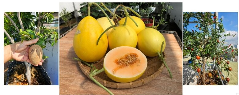 Biến sân thượng 72m² thành khu vườn trái ngọt giữa phố núi Biến sân thượng 72m² thành khu vườn trái ngọt giữa phố núi