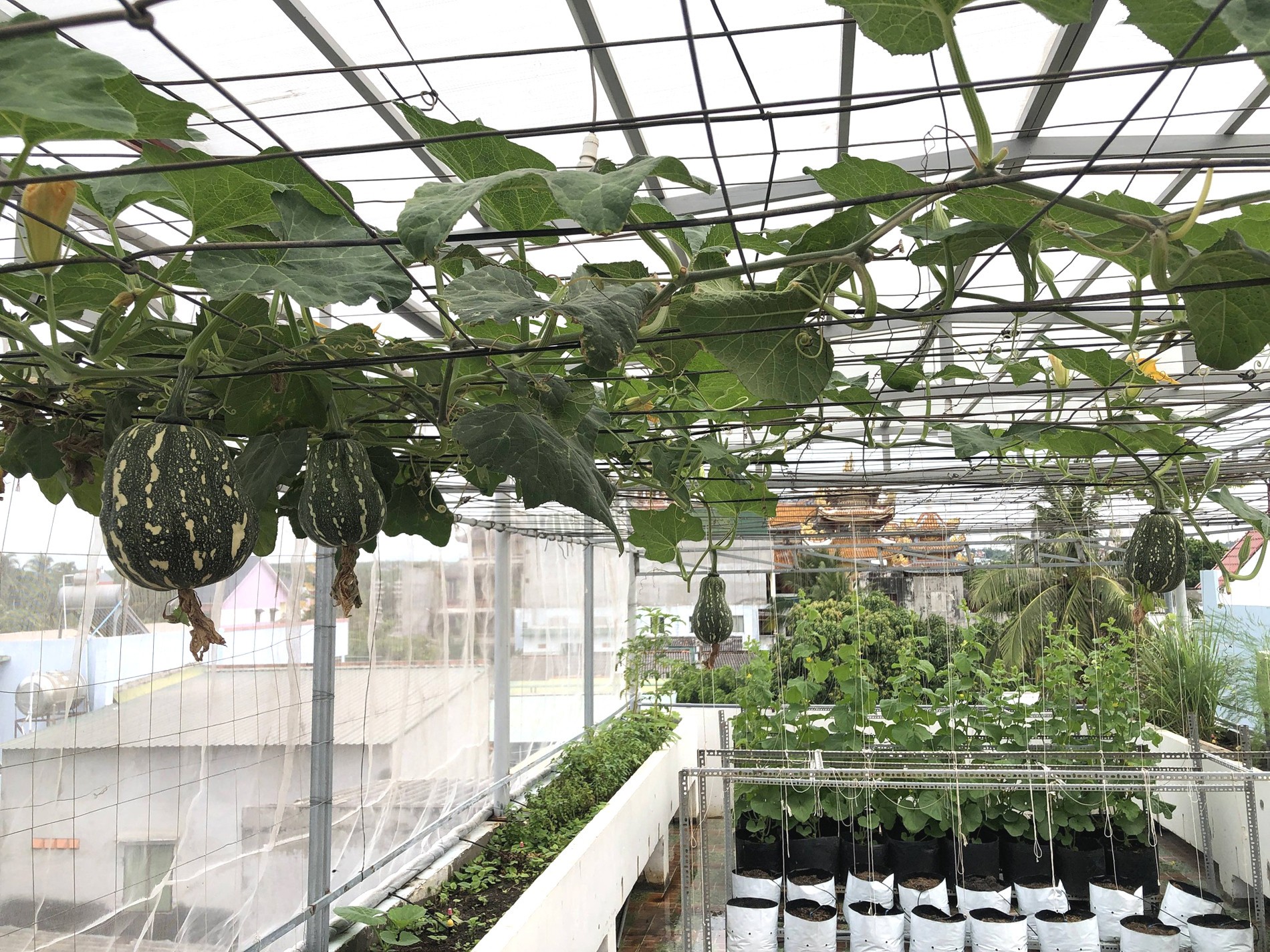 Biến sân thượng 72m² thành khu vườn trái ngọt giữa phố núi Biến sân thượng 72m² thành khu vườn trái ngọt giữa phố núi