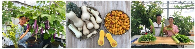 Biến sân thượng 72m² thành khu vườn trái ngọt giữa phố núi Biến sân thượng 72m² thành khu vườn trái ngọt giữa phố núi