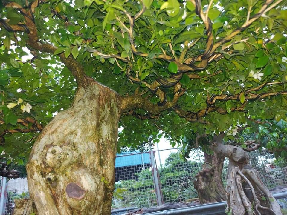 Trồng cây nguyệt quế trước nhà: Biểu tượng của thành công, danh vọng và năng lượng tích cực Trồng cây nguyệt quế trước nhà: Biểu tượng của thành công, danh vọng và năng lượng tích cực