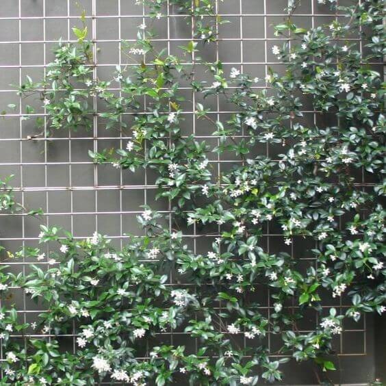 Trồng cây nguyệt quế trước nhà: Biểu tượng của thành công, danh vọng và năng lượng tích cực Trồng cây nguyệt quế trước nhà: Biểu tượng của thành công, danh vọng và năng lượng tích cực