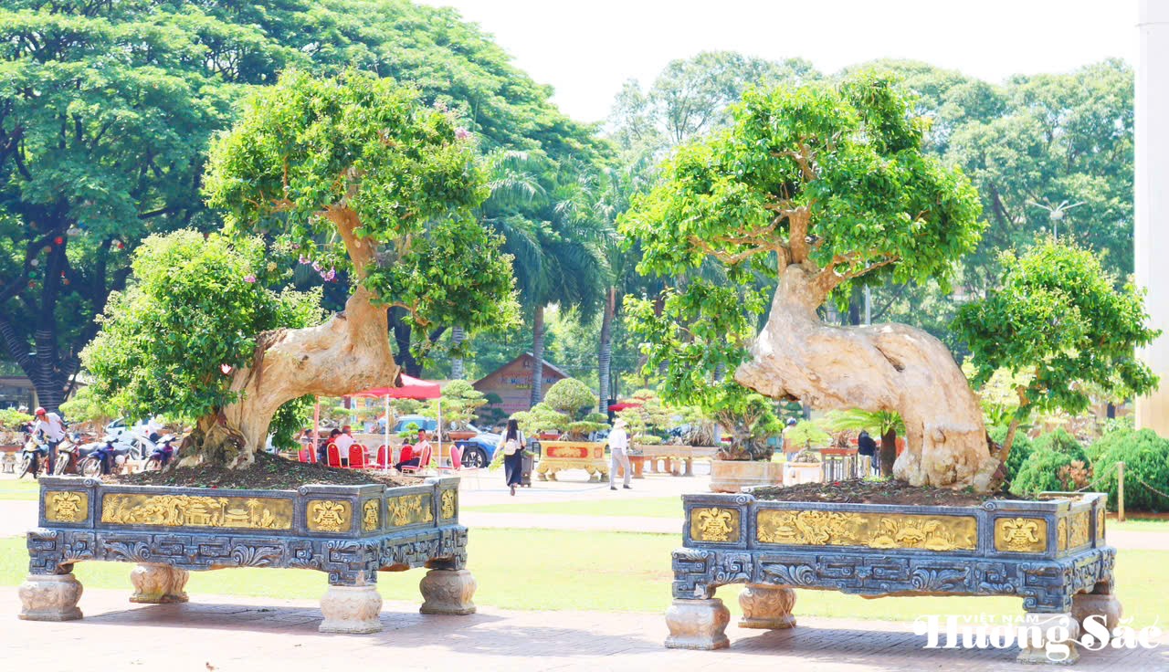 Cặp cây bằng lăng Nhà vườn Bắc Trung Nam và hành trình sưu tầm bằng lăng cổ thụ
