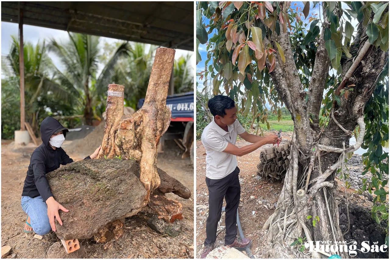 Chị Dương Thị Thành Đô (ảnh trái), vợ anh Nguyễn Văn Nam cũng rất đam mê cây cảnh và anh Nam đang ghép các cây sộp lá đỏ để trồng trong khu vườn rộng 20.000 m2 tại khu vực núi lửa xã Kr ông Nô, tỉnh Lam Đồng Chị Dương Thị Thành Đô (ảnh trái), vợ anh Nguyễn Văn Nam cũng rất đam mê cây cảnh và anh Nam đang ghép các cây sộp lá đỏ để trồng trong khu vườn rộng 20.000 m2 tại khu vực núi lửa xã Kr ông Nô, tỉnh Lam Đồng