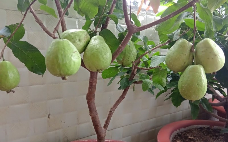 Không cần sân vườn rộng, 5 loại cây này vẫn cho trái sai trên ban công Không cần sân vườn rộng, 5 loại cây này vẫn cho trái sai trên ban công