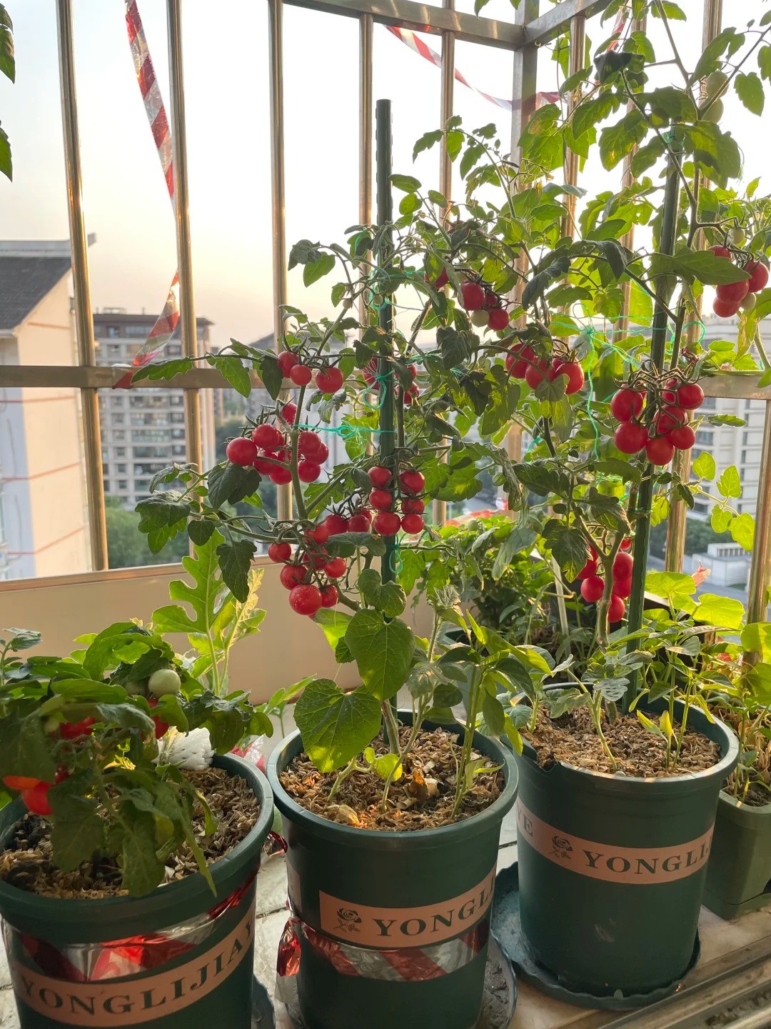 Không cần sân vườn rộng, 5 loại cây này vẫn cho trái sai trên ban công Không cần sân vườn rộng, 5 loại cây này vẫn cho trái sai trên ban công