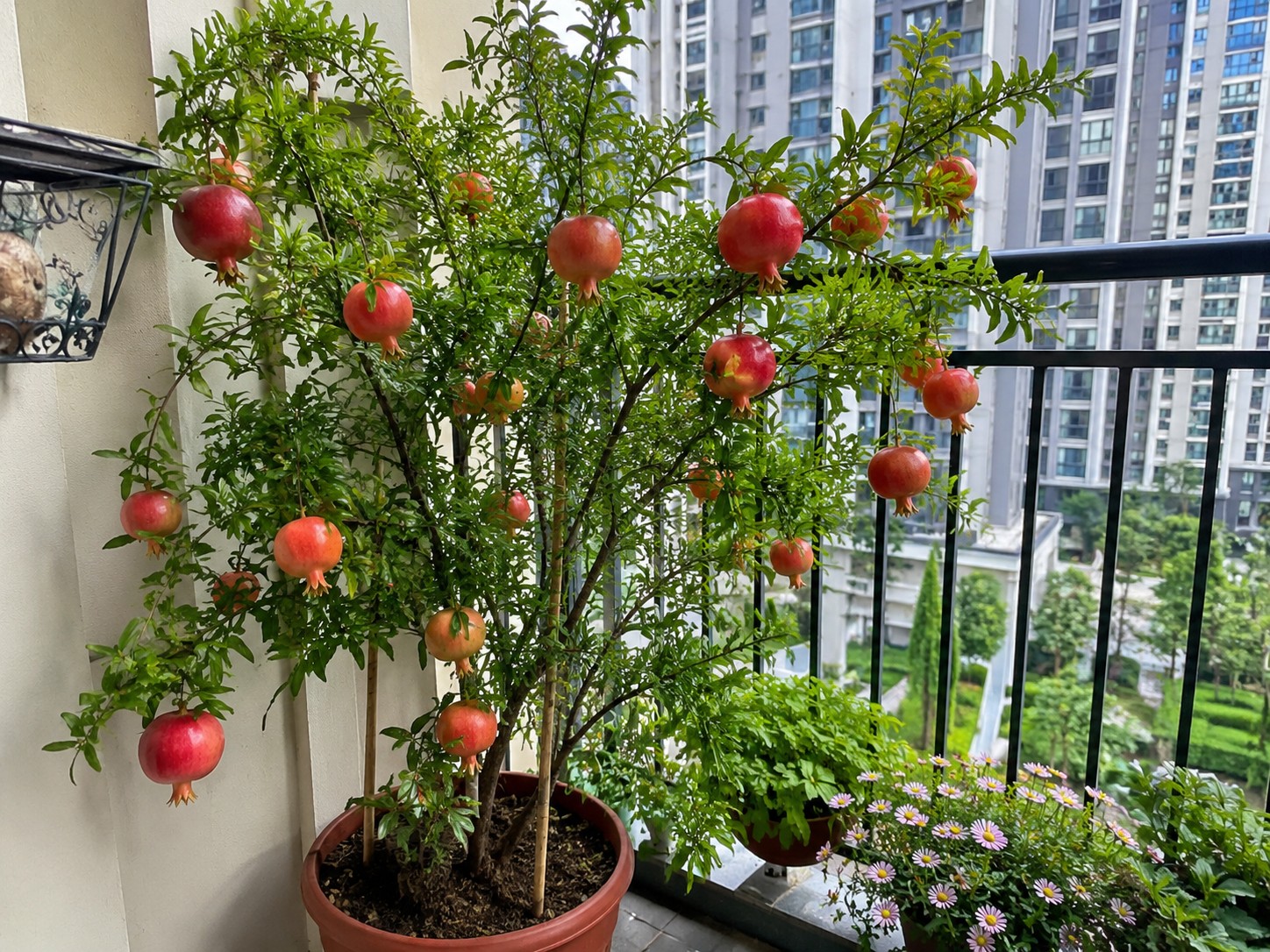 Không cần sân vườn rộng, 5 loại cây này vẫn cho trái sai trên ban công Không cần sân vườn rộng, 5 loại cây này vẫn cho trái sai trên ban công
