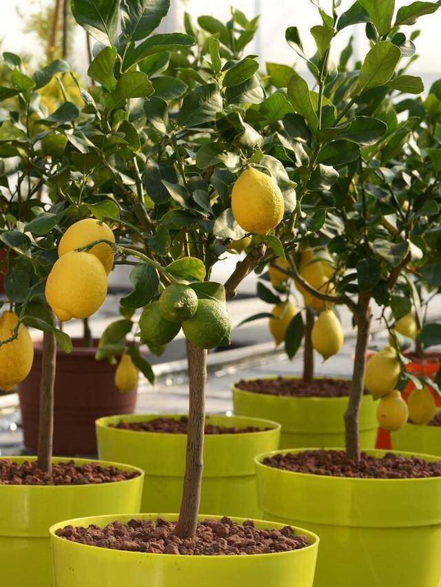 Không cần sân vườn rộng, 5 loại cây này vẫn cho trái sai trên ban công Không cần sân vườn rộng, 5 loại cây này vẫn cho trái sai trên ban công