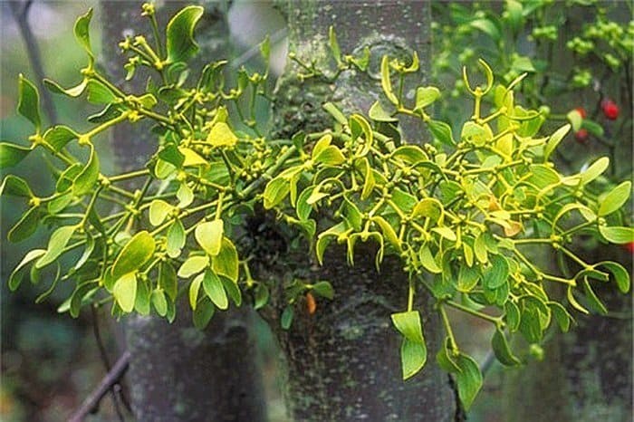 8 cây cảnh đẹp nhưng tiềm ẩn độc tính, gia đình có trẻ nhỏ cần lưu ý 8 cây cảnh đẹp nhưng tiềm ẩn độc tính, gia đình có trẻ nhỏ cần lưu ý