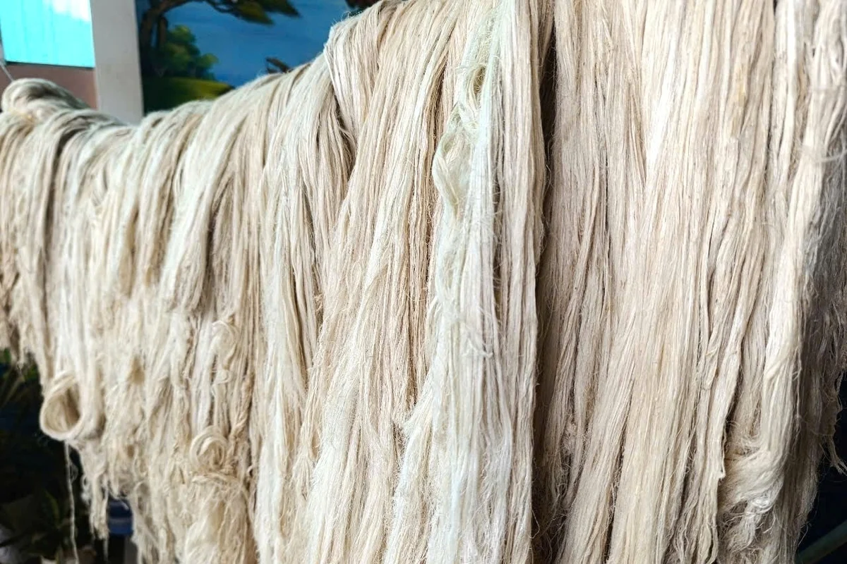 Biến lá dứa thành tơ sợi và phân bón vi sinh bảo vệ đồng ruộng Biến lá dứa thành tơ sợi và phân bón vi sinh bảo vệ đồng ruộng