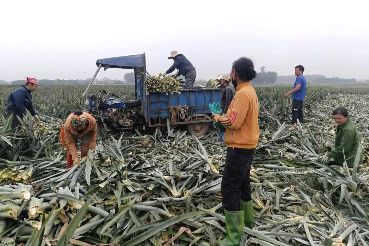 Biến lá dứa thành tơ sợi và phân bón vi sinh bảo vệ đồng ruộng Biến lá dứa thành tơ sợi và phân bón vi sinh bảo vệ đồng ruộng